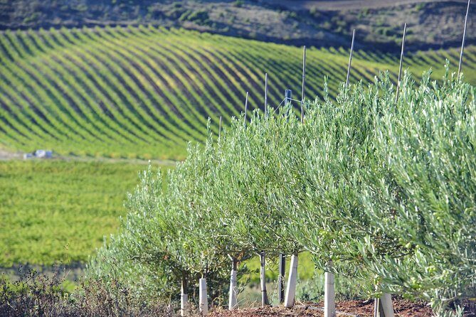 Olive oil and Navarre winery visit with tastings and lunch in small group tour - A Day of Tastes and Traditions: Olive Oil and Navarre Wine Tour from San Sebastian