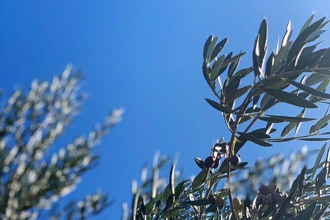 Olive Oil, Cheese, and Wine Tasting with Local Expert - Key Points