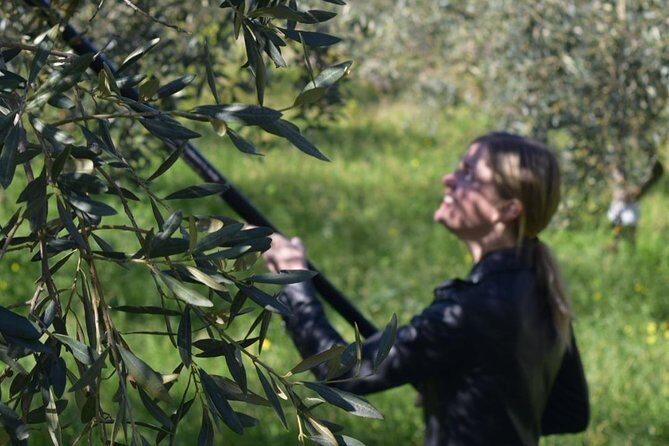 Olive Oil Experience - The Sum Up: Is This Tour for You?