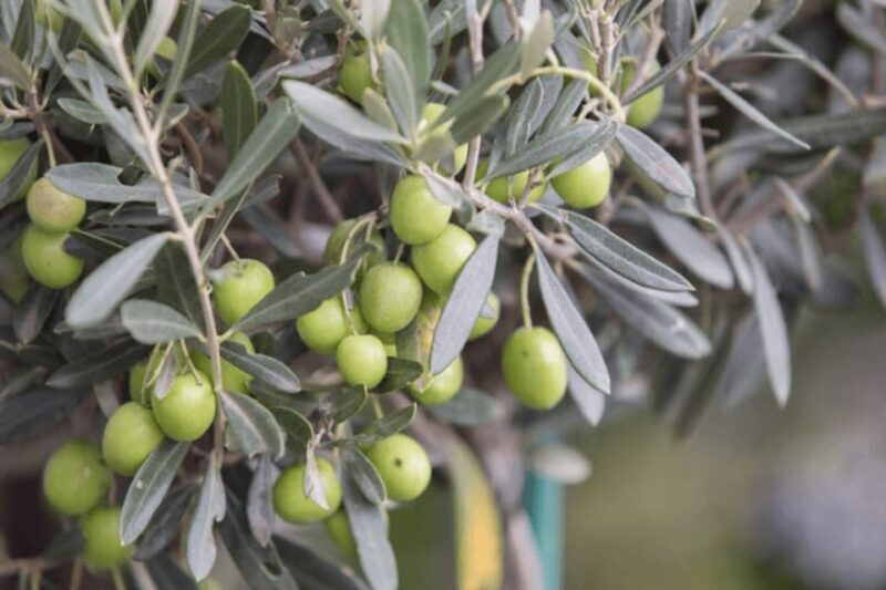 Olive Oil Factory from Sevilla Private Tour - FAQ