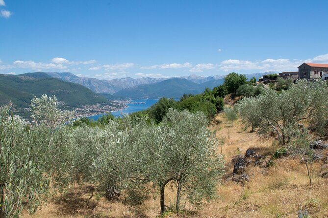 Olive oil farm to fork experience & short walking tour of Kotor - A Closer Look at the Olive Oil Farm to Fork & Kotor Walking Tour