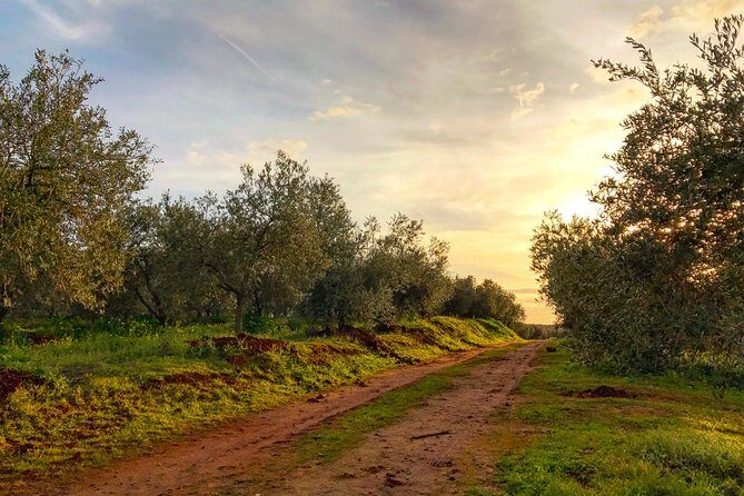 Olive Oil Farm Tour with Tasting from Seville - FAQs