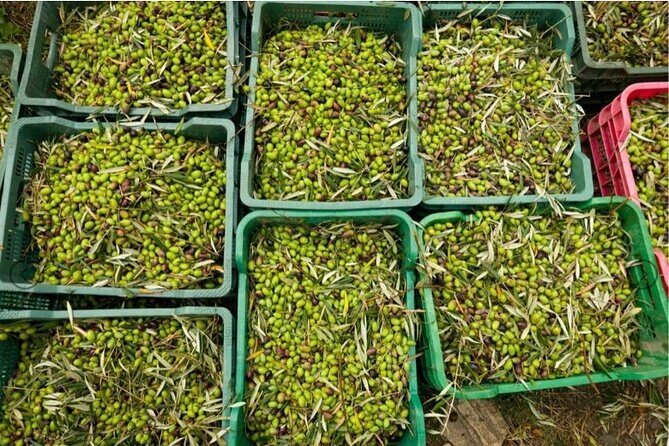 Olive Oil Half Day Private Experience from Granada - FAQ