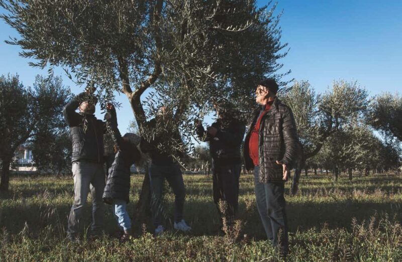 Olive Oil Mill Tour with Tasting and Gift near Bari - A Detailed Look at the Olive Oil Mill Tour in Puglia
