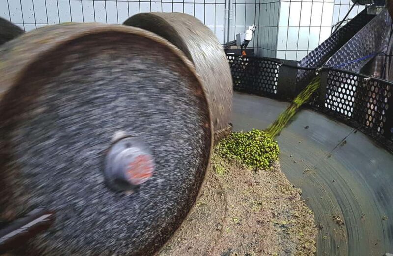 Olive Oil Mill Tour with Tasting and Gift near Bari - The Tasting Session