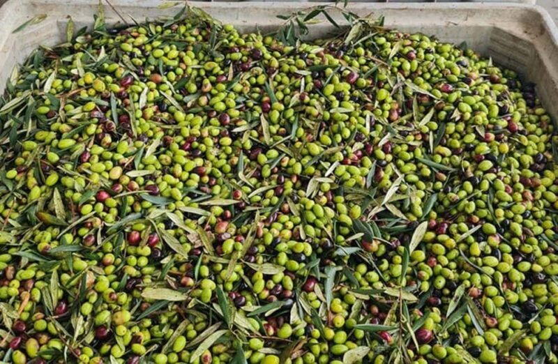 Olive Oil Mill Tour with Tasting and Gift near Bari - Why This Tour Matters for Travelers