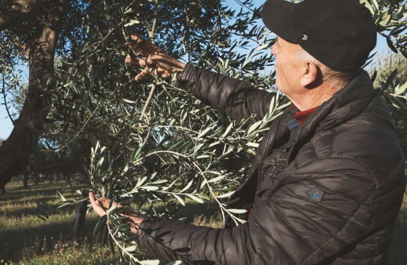 Olive Oil Mill Tour with Tasting and Gift near Bari - Final Thoughts: Is This Tour Right for You?