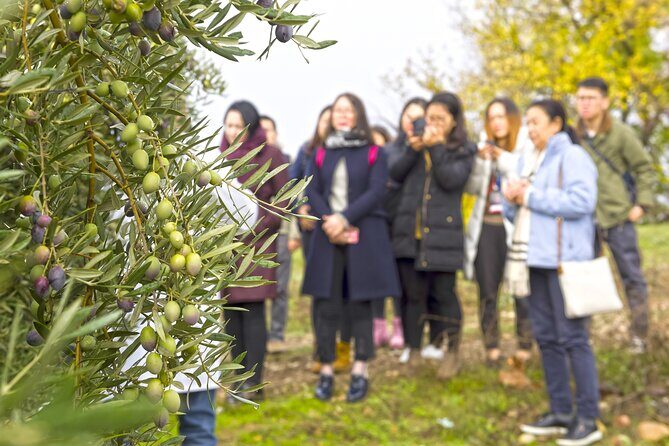Olive Oil Mill Visit with Extra-Virgin Olive Oil Tasting in Jaén - Exploring the Olive Oil Mill Experience in Jaén