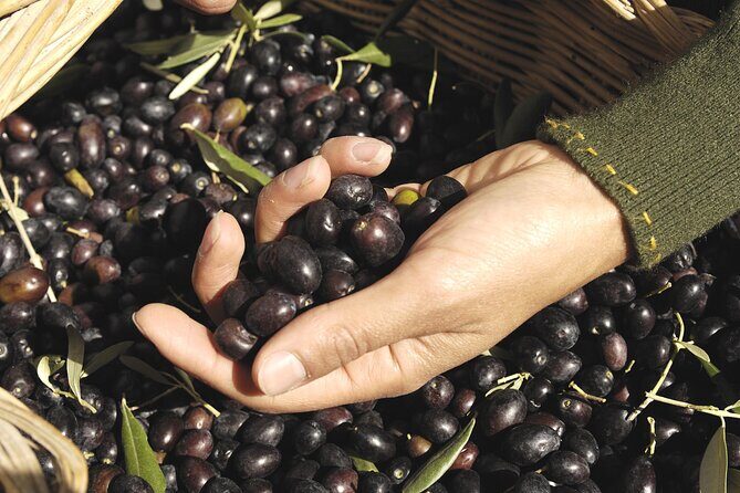 Olive Oil Private Tour in Portugal - Exploring the Details: What the Tour Offers and Why It Matters
