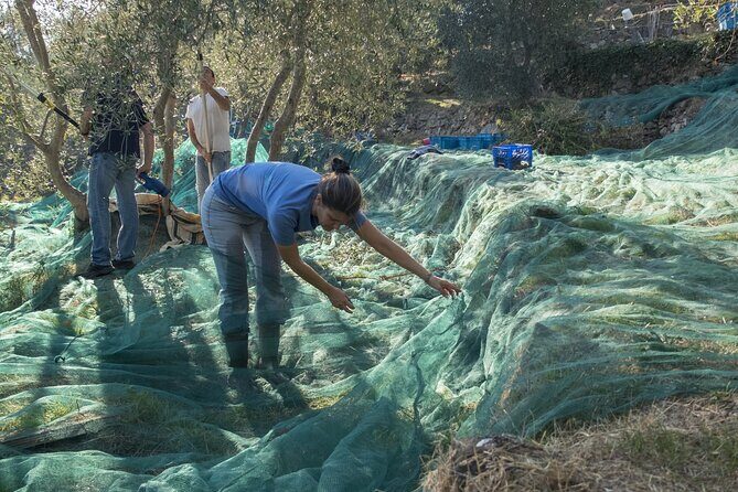 Olive Oil Private Tour in Portugal - FAQ