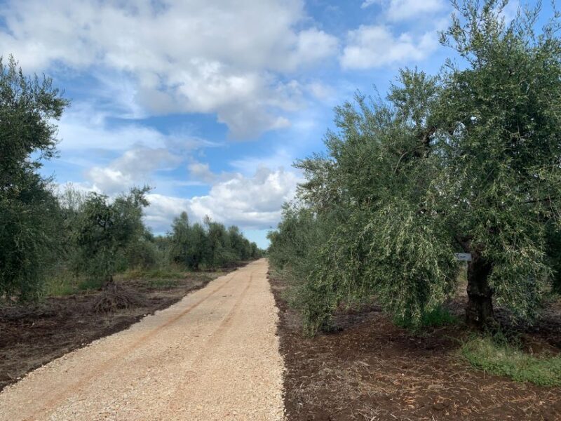 Olive oil tasting and olive grove walking tour - Exploring the Olive Oil and Olive Grove Walking Tour in Apulia