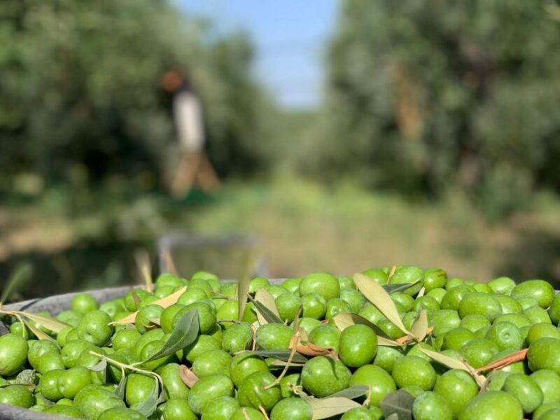 Olive oil tasting and olive grove walking tour - Practical Tips for Visitors