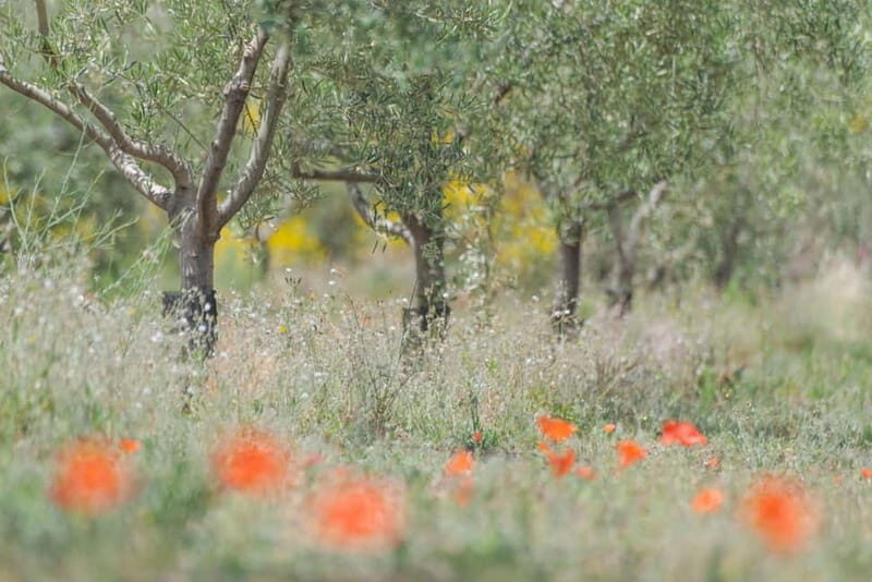 Olive Oil Tasting Experience in Nicolosi - A Deep Dive Into the Olive Oil Tasting Experience in Nicolosi