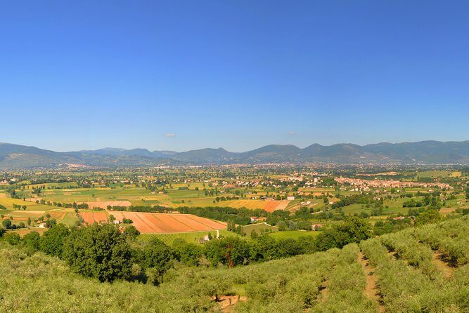 Olive oil tasting with oil mill tour in Umbria. - Key Points