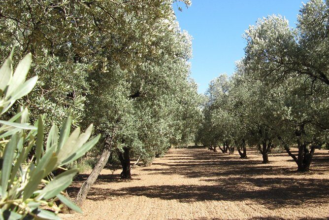 Olive Oil Tour and Visit to Belchite Old Town - Discover the Flavors and History of Zaragoza with an Olive Oil and Belchite Tour