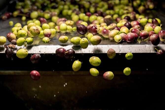 Olive Oil Tour Visit to the oil mill and olive oil tasting - Exploring Sicily’s Olive Oil Heritage: A Detailed Review