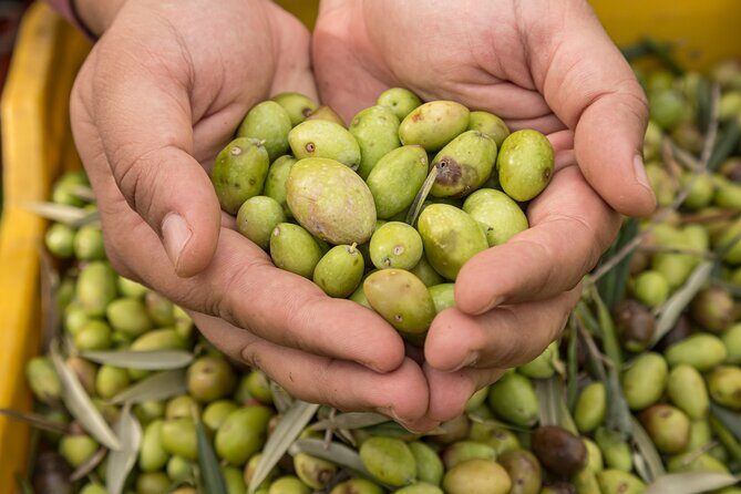 Olive Oil Tour Visit to the oil mill and olive oil tasting - Who Will Love This Experience?