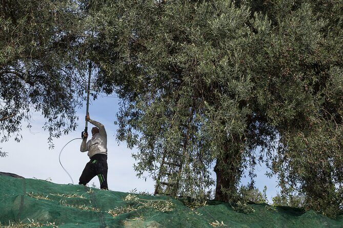 Olive Oil Tour Visit to the oil mill and olive oil tasting - FAQ: Your Questions Answered