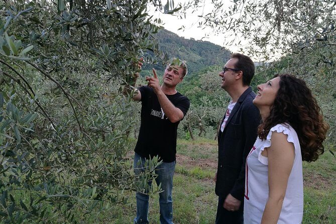 Olive Oil tour with Tuscan dinner - A Hands-On Taste of Tuscany: Olive Oil Tour with Dinner in Montecatini Terme