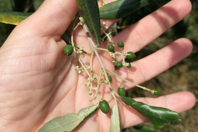 Olive Oil tour with Tuscan dinner - A Deep Dive into the Olive Oil Experience