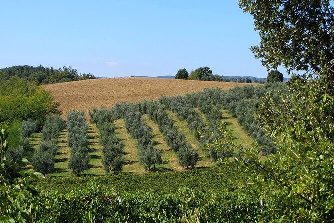 Olive Oil - Wine - Beer Private Tour (price per group of 6) - Authenticity and Personal Touches