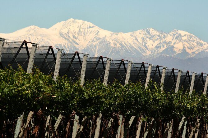 Olive oils, Gourmet products and Wines - Discover Mendoza’s Flavors: Olive Oils, Gourmet Products, and Wines