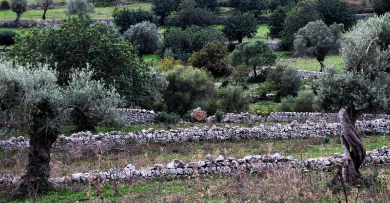 Olive plant and mill visit and tasting - Key Points