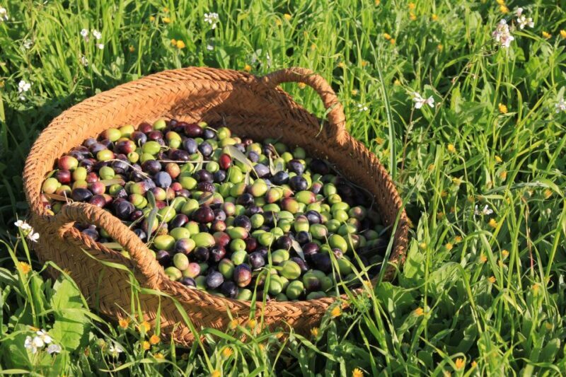 Olive plant and mill visit and tasting - FAQs
