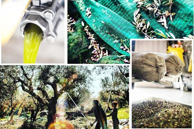 Olive Tour & Tasting - Frequently Asked Questions