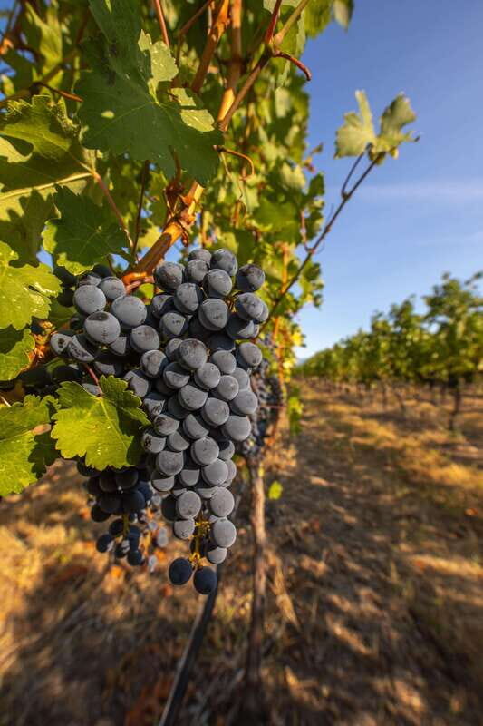Oliver: Oliver Full Day Guided Wine Tour - Who Is This Tour Best For?