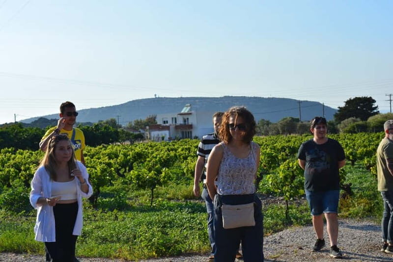 Olives & Olive Oil & Wine Tasting (3 in 1 Experience!) - The Sum Up