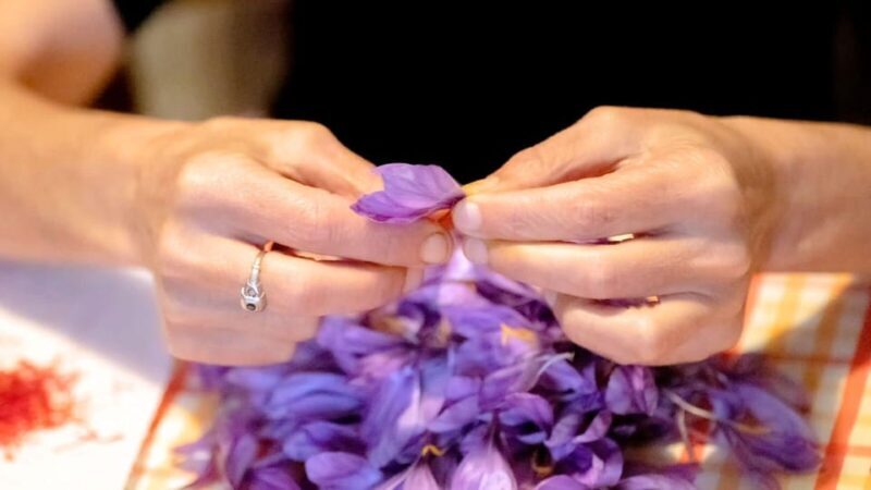 Olmedo: visit to the saffron workshop with tasting - An In-Depth Look at the Sardinian Saffron Experience