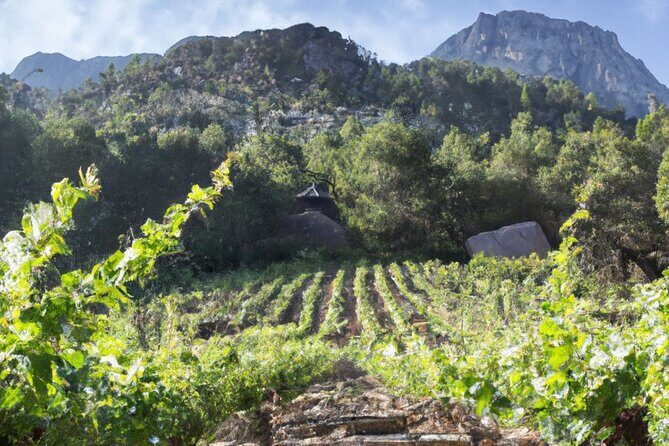 Olympia's Ancient Secrets & Wine Enchantment Tour - All Included - Who Will Love This Tour?