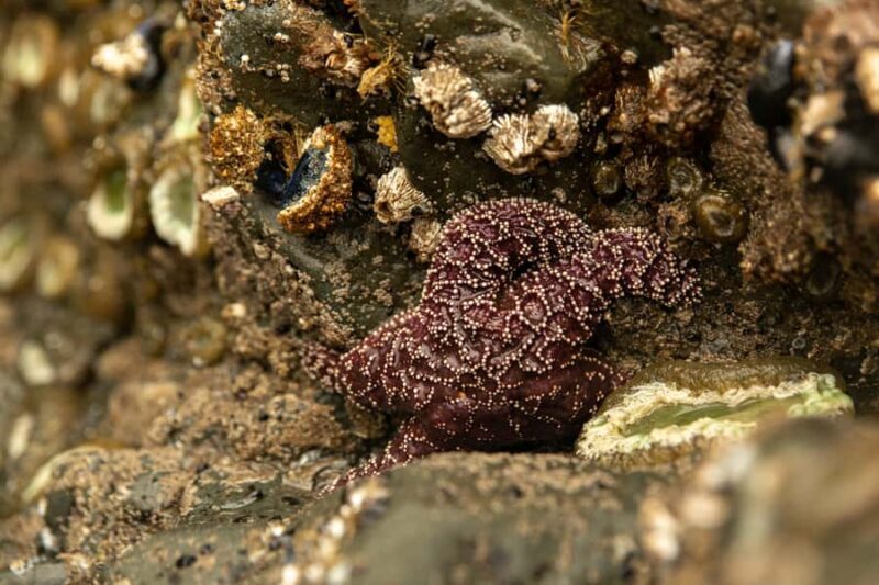 Olympic Full Day Private Tour & Hike - The Experience in Detail