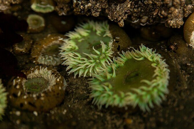 Olympic Full Day Small Group Tour & Hike - Why Choose This Tour?