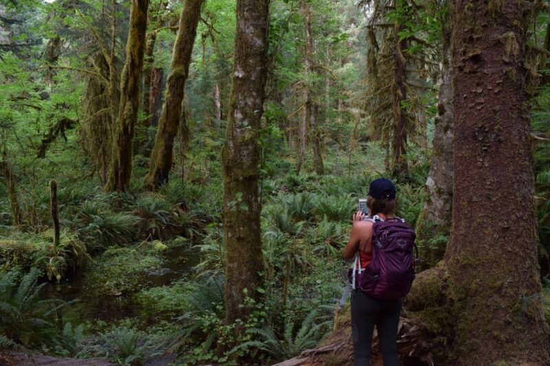 Olympic National Park: Hoh Rain Forest and Rialto Beach Tour - Key Points