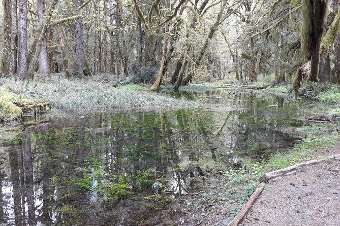 Olympic Peninsula and Forest Tour - In The Sum Up