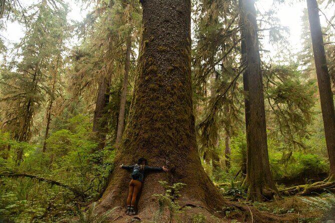 Olympic Two Day Private Tour and Hike - A Deep Dive into the Olympic Two Day Private Tour and Hike