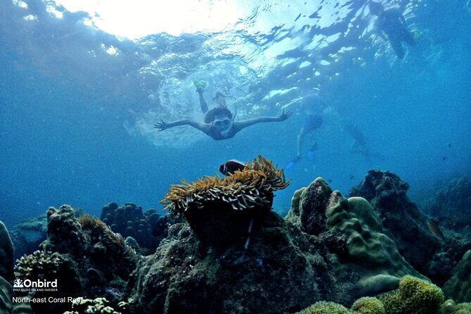 OnBird - PRIVATE ADVENTURE SNORKELING - explore Half-moon reef & Coral Mountain - What Makes This Tour Stand Out?