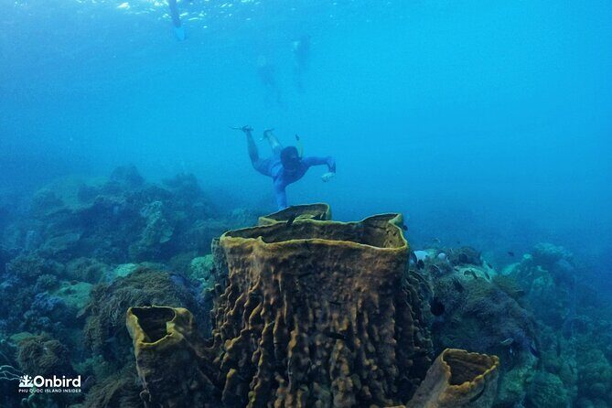 OnBird - PRIVATE ADVENTURE SNORKELING - explore Half-moon reef & Coral Mountain - Who Should Consider This Tour?