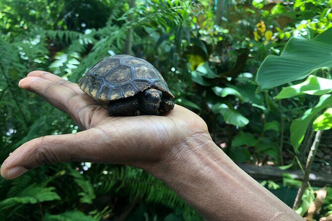 One Cent Magenta Stamp Tour with Lunch - Key Points