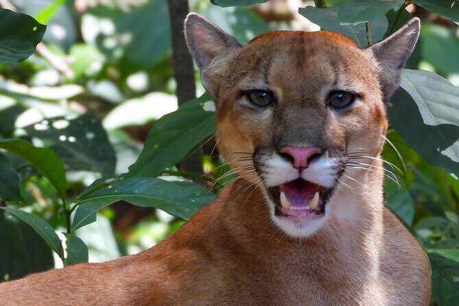 One-day adventure in Corcovado National Park - One-day adventure in Corcovado National Park