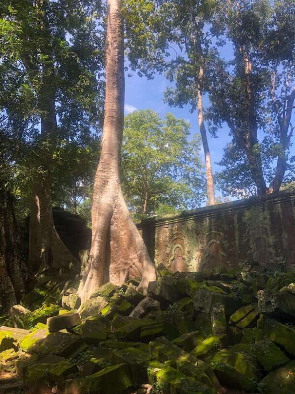 One Day Angkor Wat Bayon Ta Prohm from Siem Reap - Why This Tour Offers Great Value