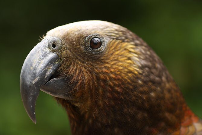 One Day Birding Adventure - Explore New Zealand’s Birdlife on a One Day Birding Adventure in Rotorua