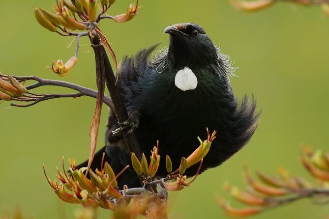One Day Birding Adventure - Key Points