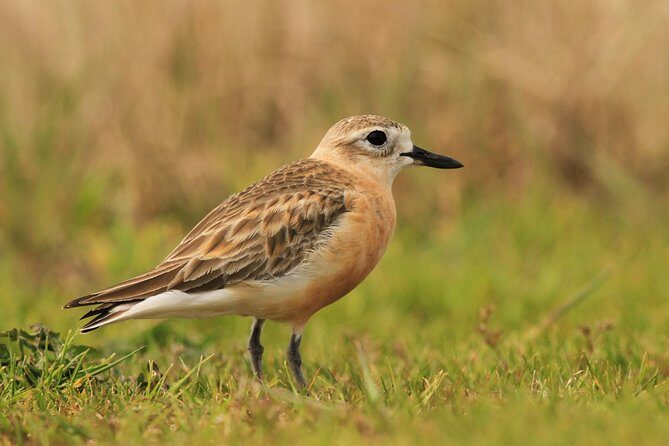 One Day Birding Adventure - Final Verdict