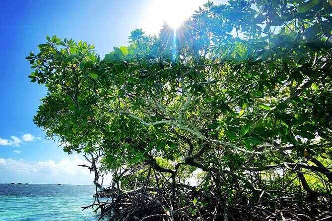 One-day boat trip to the lagoon of Guadeloupe - Exploring the Guadeloupe Lagoon: An In-Depth Review