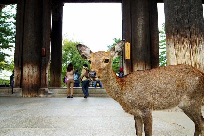 One Day Customized Self-Guided Tour in Nara - Key Points