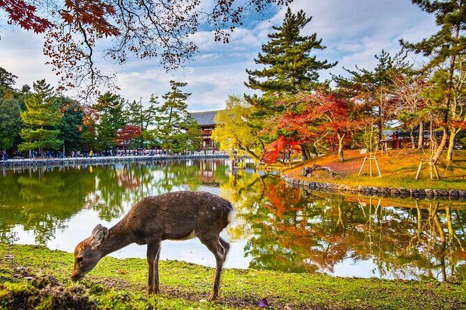 One Day Customized Self-Guided Tour in Nara - Why Choose This Tour?