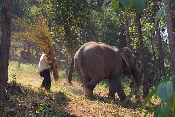 One day Elephants in Nature Experience & Grand Canyon Jumping - A Balanced Look at the One Day Elephants in Nature Experience & Grand Canyon Jumping